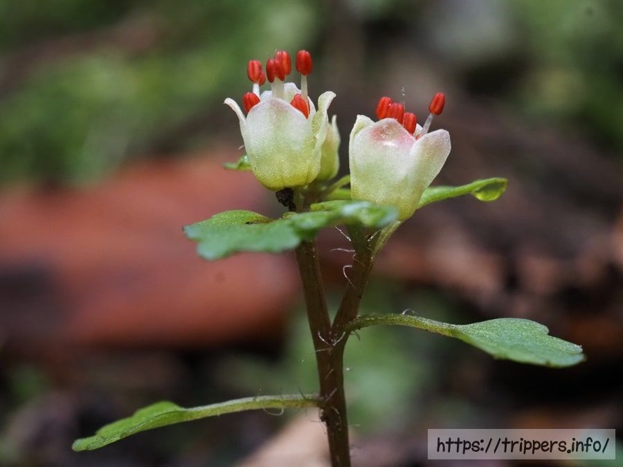 ハナネコノメの緑色の萼片