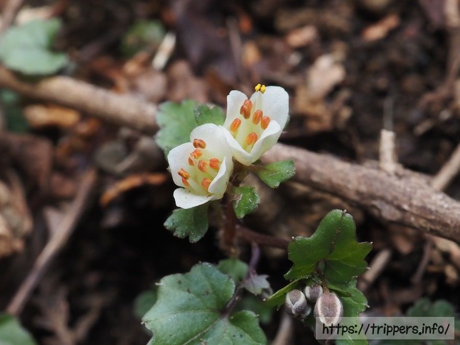 ハナネコノメの朱色の葯