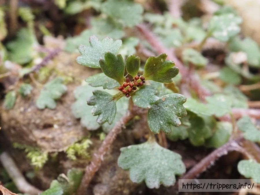 先祖返りした萼片のハナネコノメ