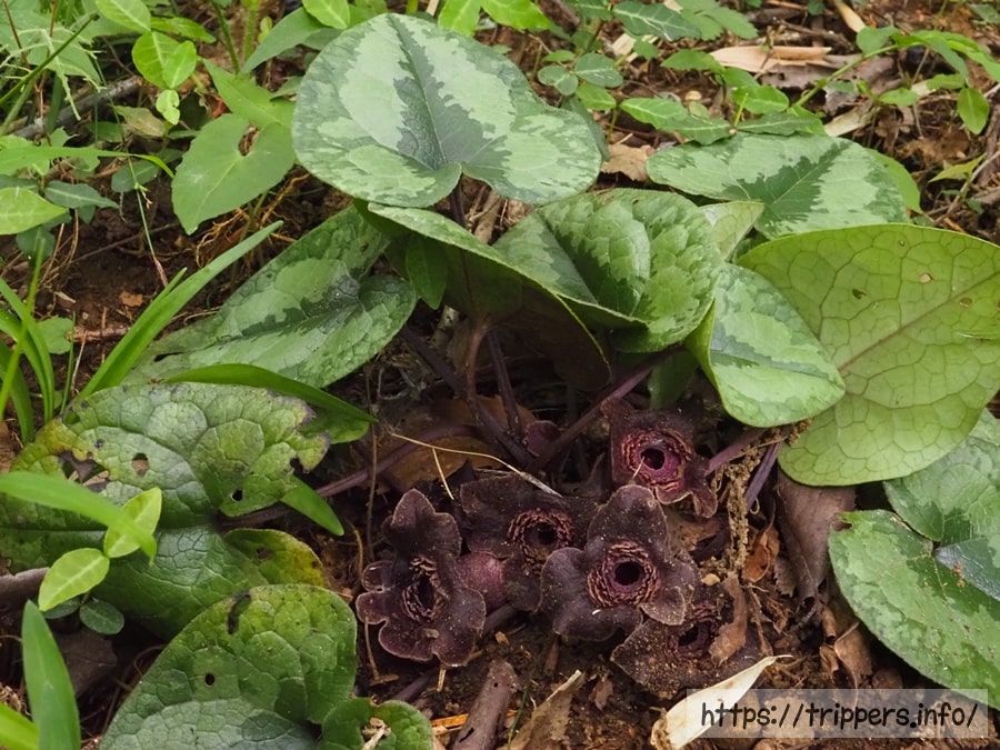 タマノカンアオイ