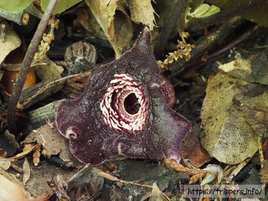 タマノカンアオイ