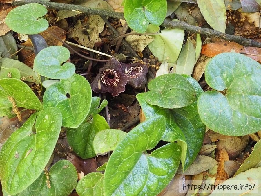 タマノカンアオイ