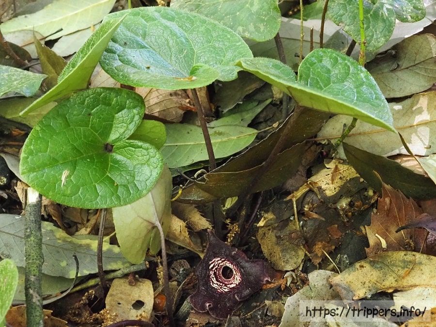 タマノカンアオイ