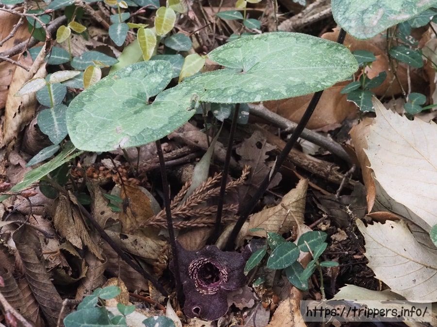 タマノカンアオイ