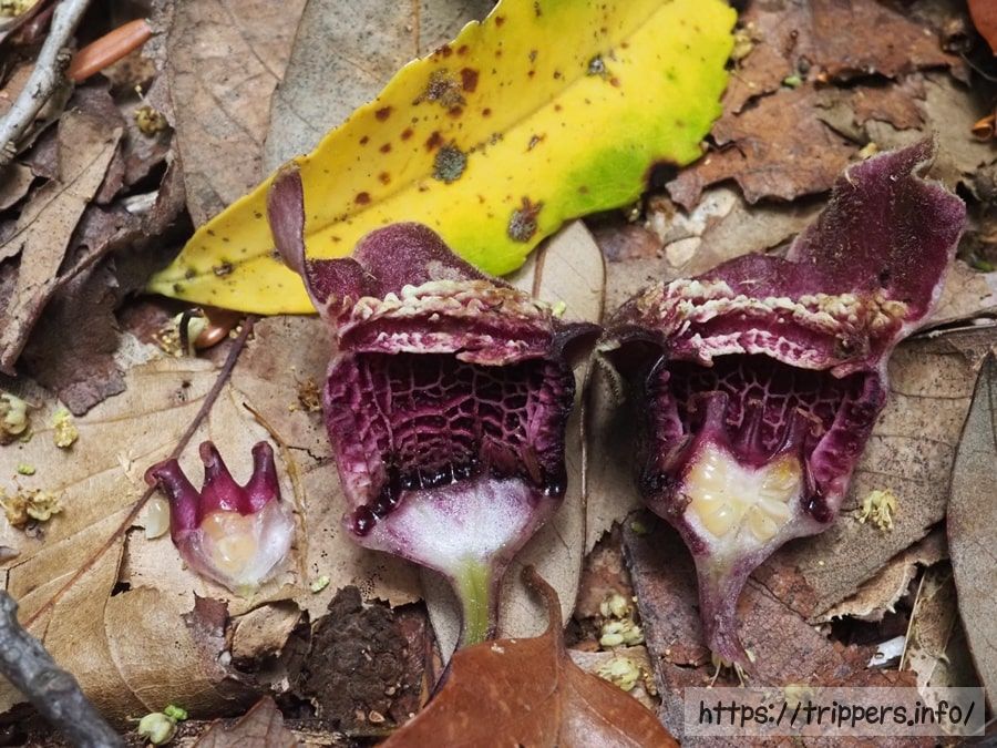 タマノカンアオイの花