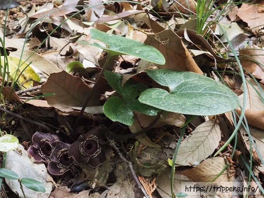 タマノカンアオイ