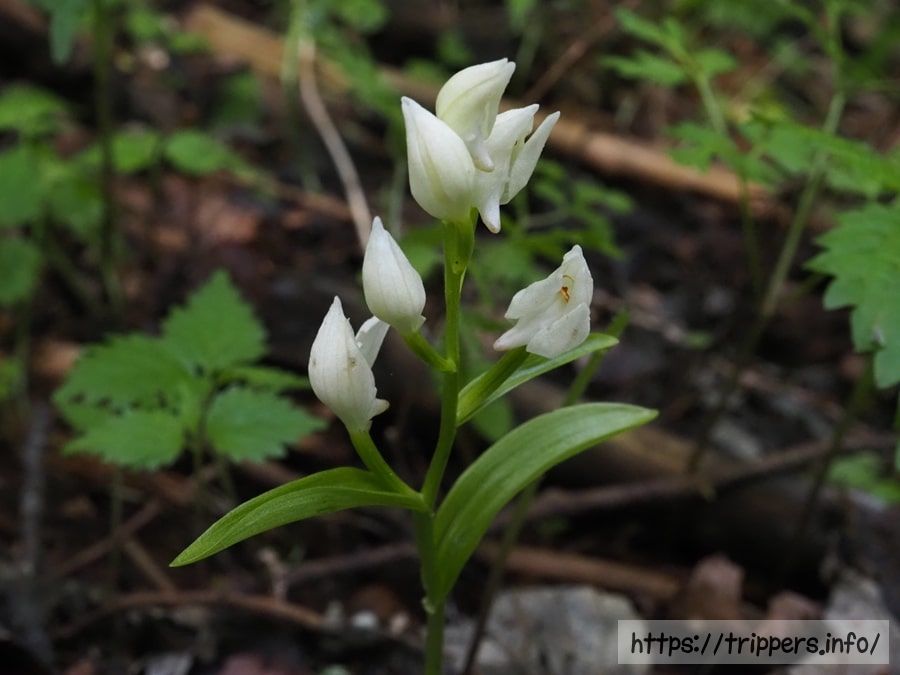 ユウシュンランの花と葉