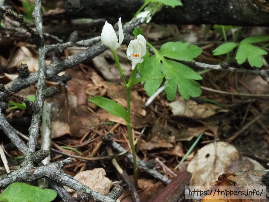 ユウシュンランの全体像