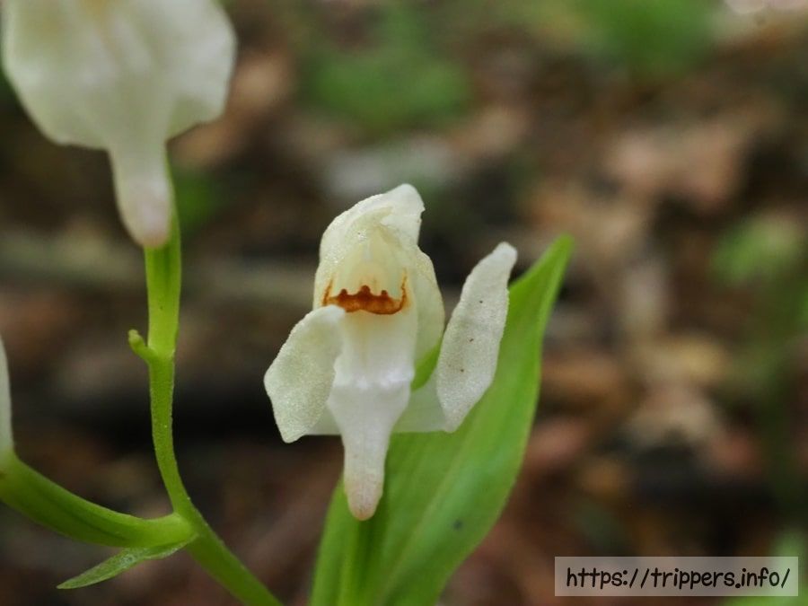 ユウシュンランの花