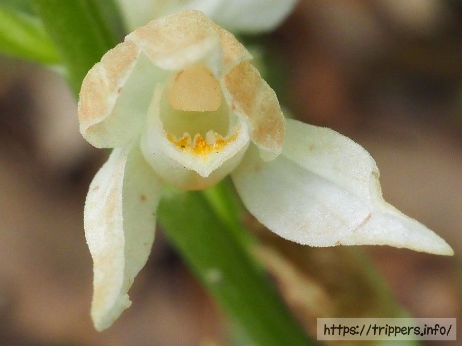 クゲヌマランの花