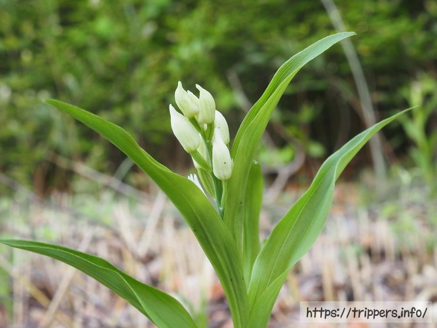 クゲヌマランの蕾