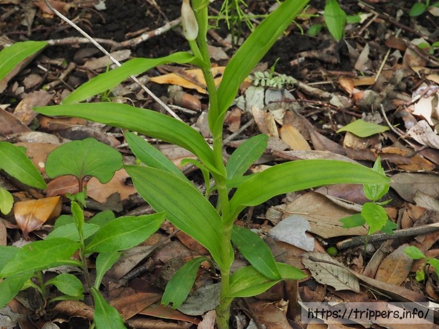 クゲヌマランの葉