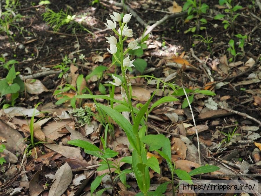 クゲヌマランの全体