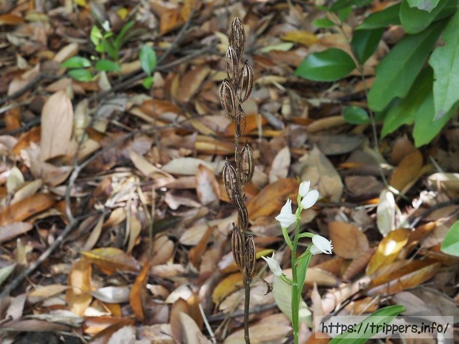 クゲヌマランの実