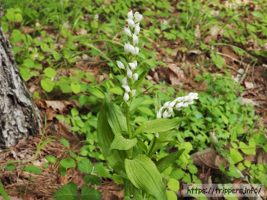 新産型クゲヌマランの全体