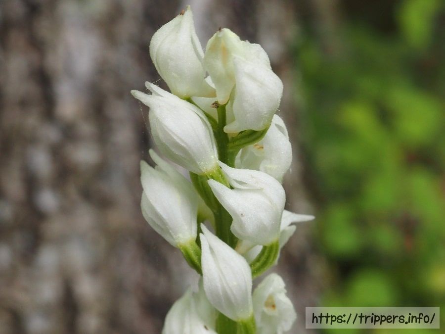 距が目立つクゲヌマランの花