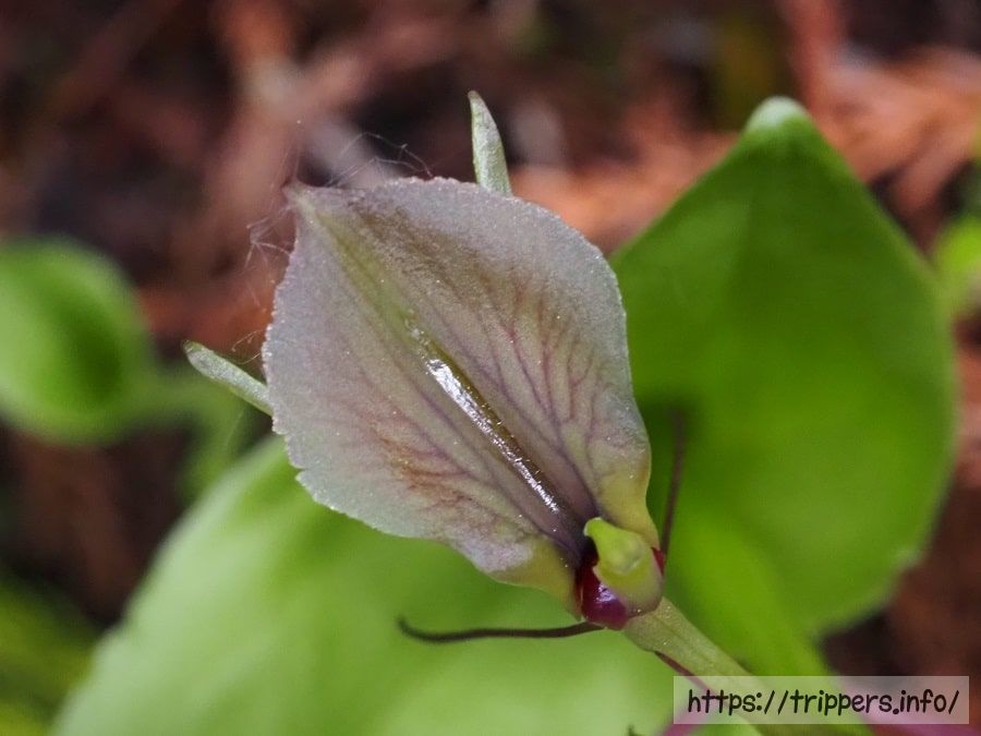 スズムシソウの花