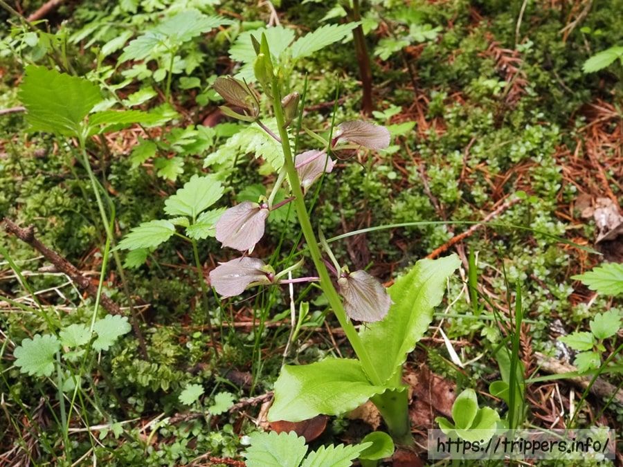 スズムシソウの全体像