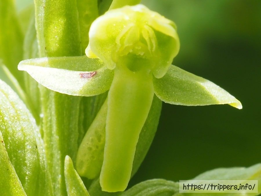 シロウマチドリの花