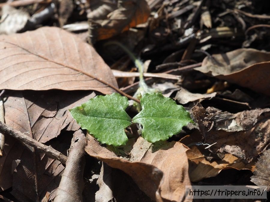 ヒメフタバランの葉