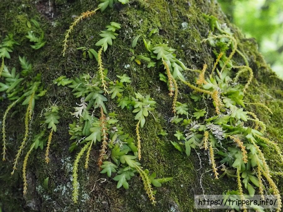 ヨウラクランの花