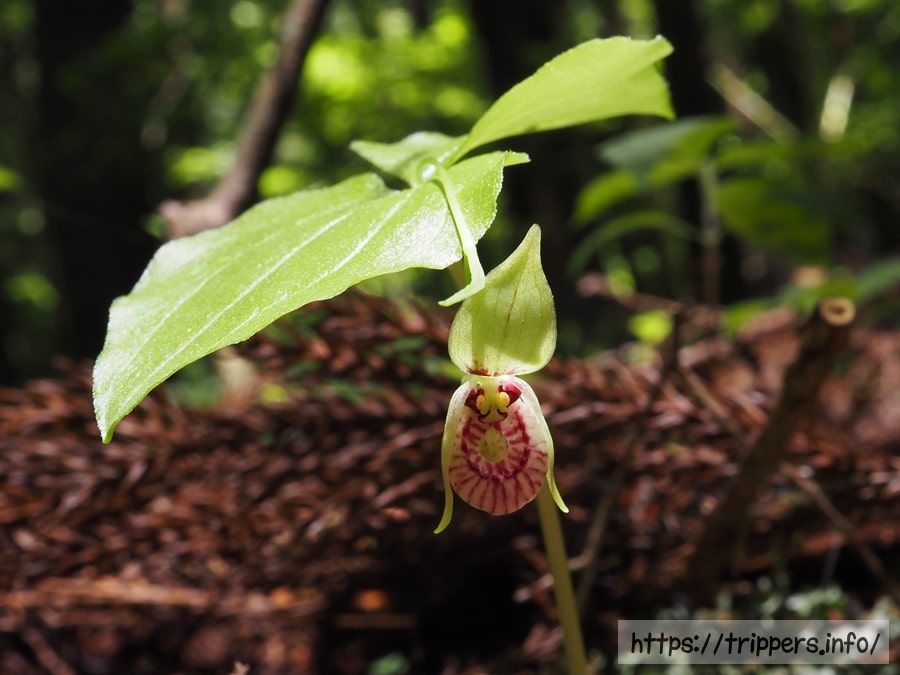 コアツモリソウ