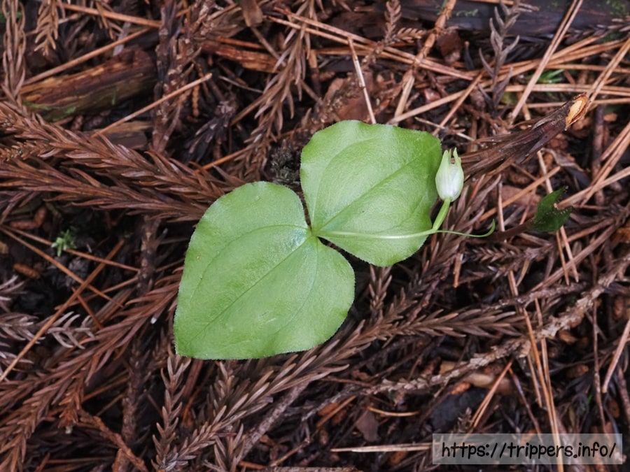 コアツモリソウの蕾