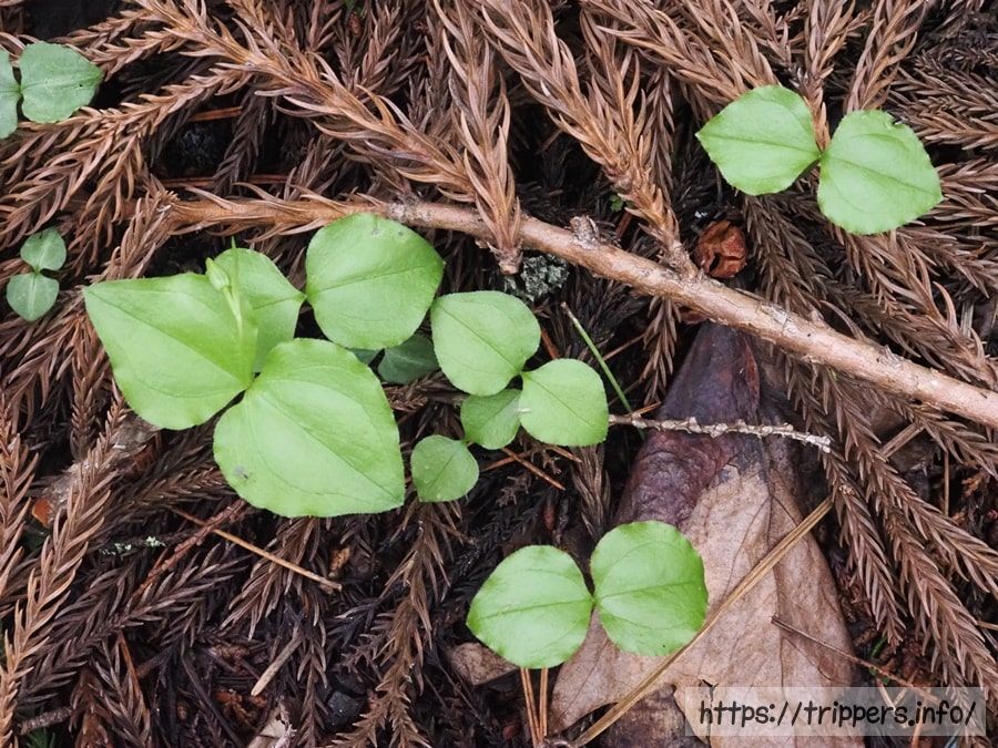 コアツモリソウの葉