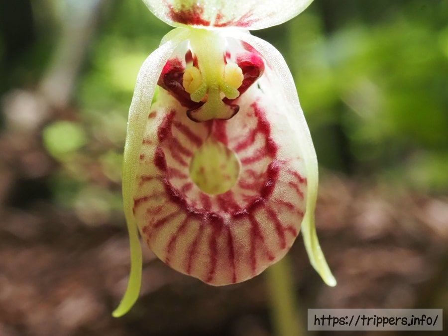 コアツモリソウの袋状の唇弁