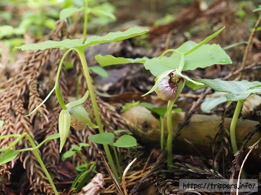 コアツモリソウの花