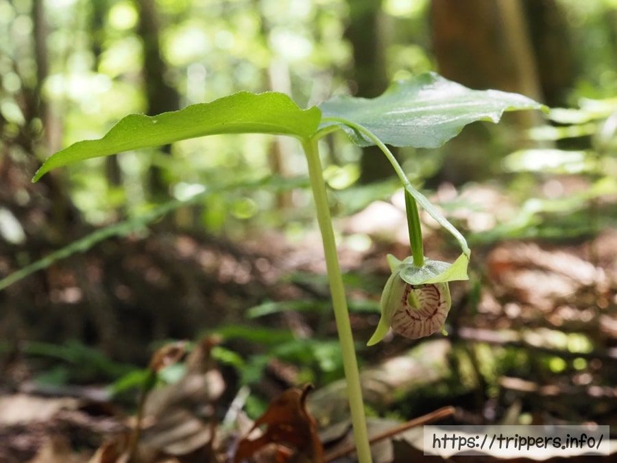 コアツモリソウの自生地