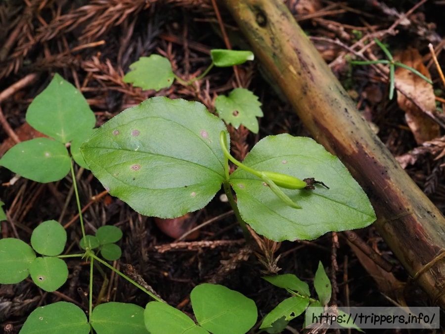 コアツモリソウの花後