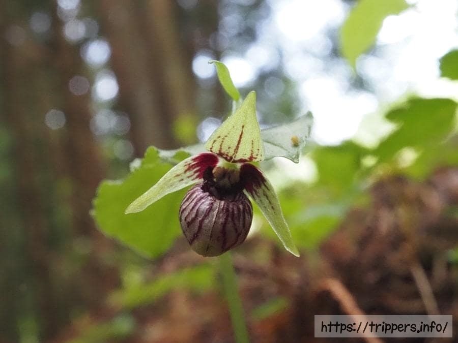 コアツモリソウの花