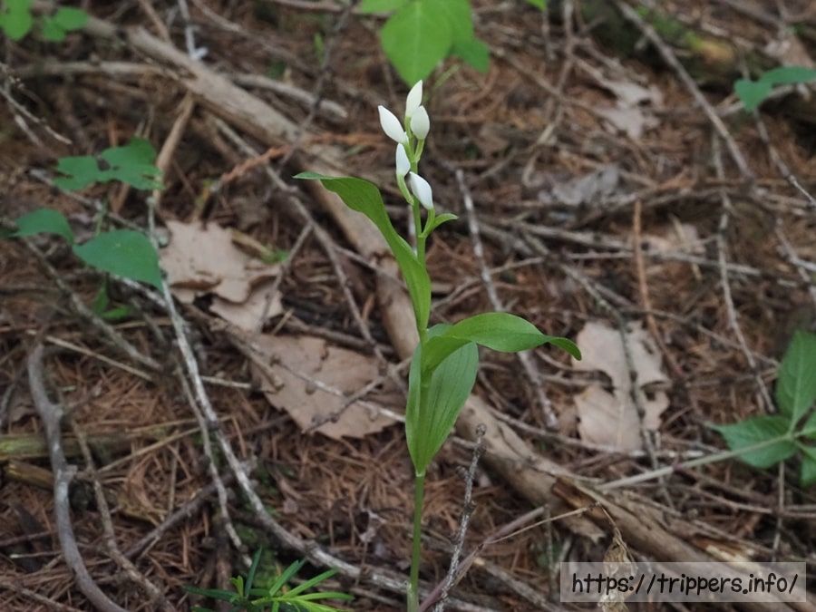 ヤビツギンラン