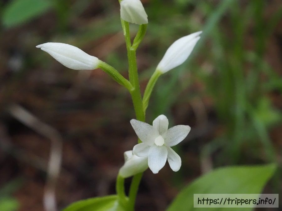 ヤビツギンランの唇弁