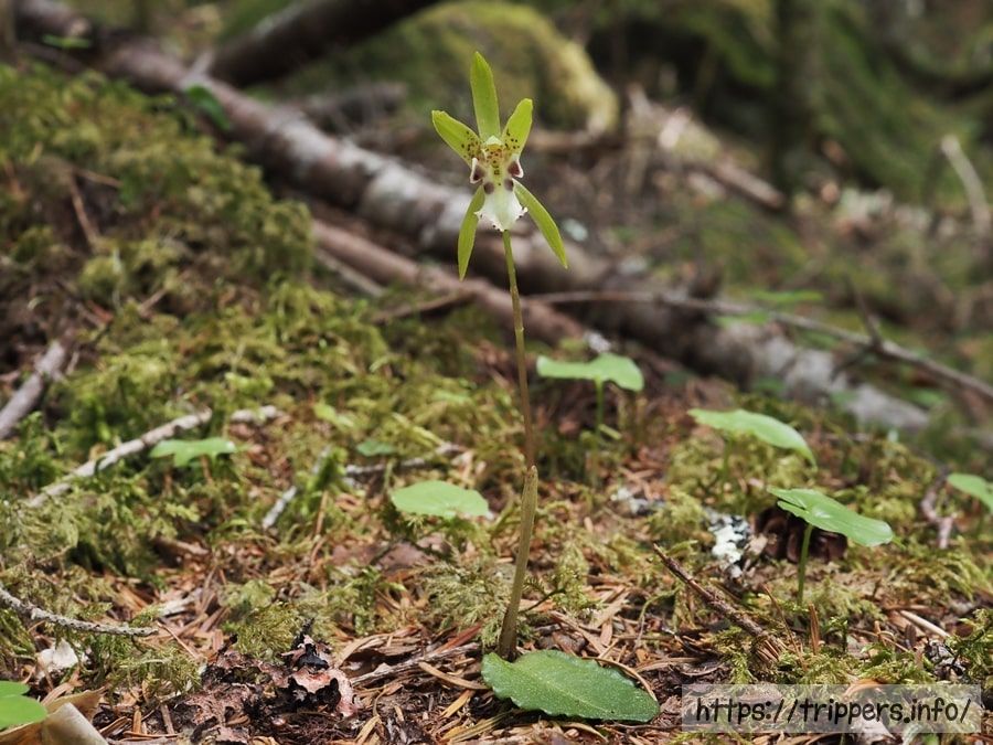 イチヨウランの全体