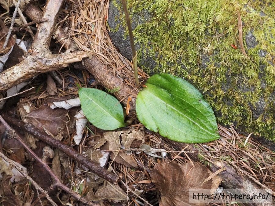 イチヨウランの葉