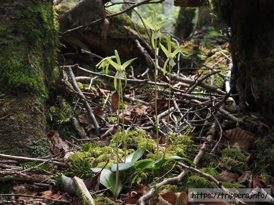 イチヨウランの群生