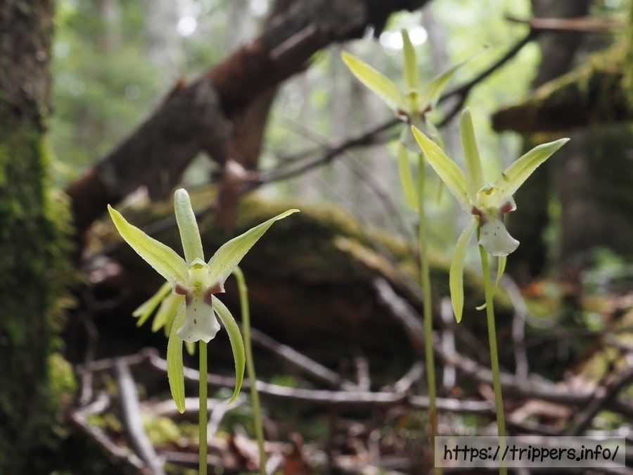 イチヨウランの花
