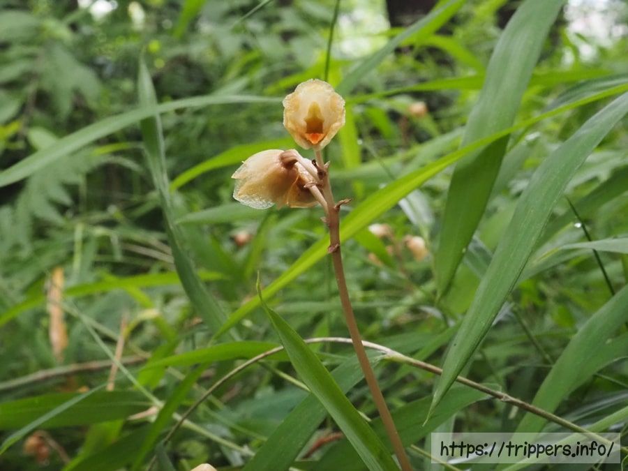 ナヨテンマの全体