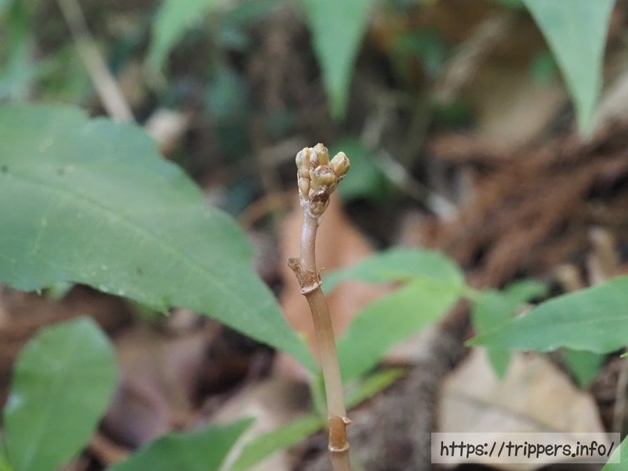 ナヨテンマの蕾