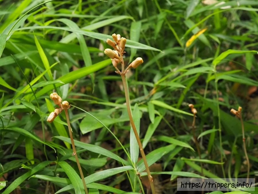 ナヨテンマの開花前