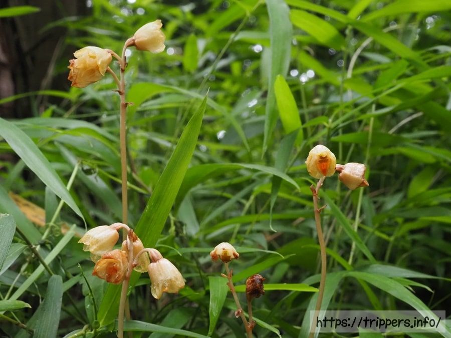 ナヨテンマの群生地