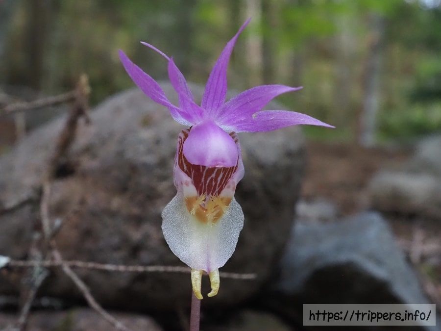 ホテイランの花