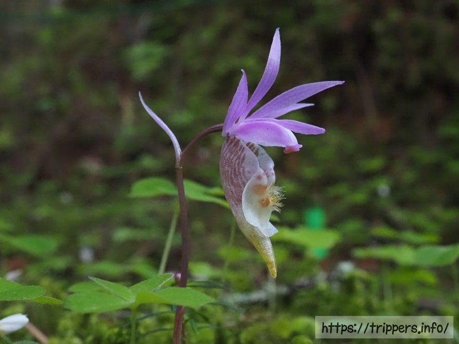 ホテイランの横顔