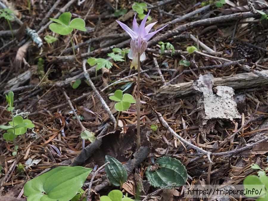 ホテイランの後ろ姿