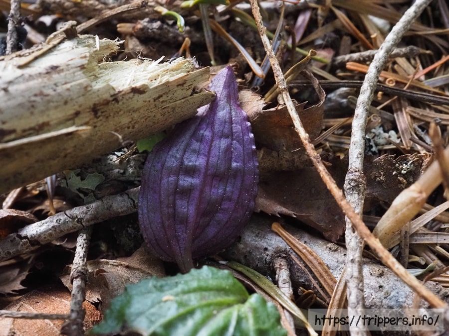 ホテイランの葉の裏面