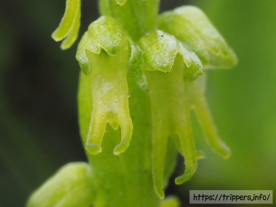 ムカゴソウの花