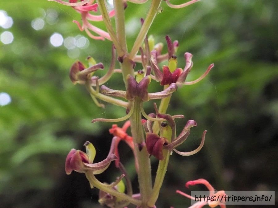 シマササバラン