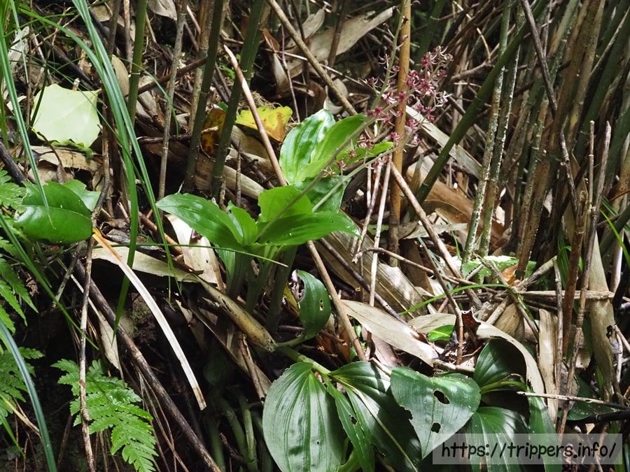 シマササバランの葉